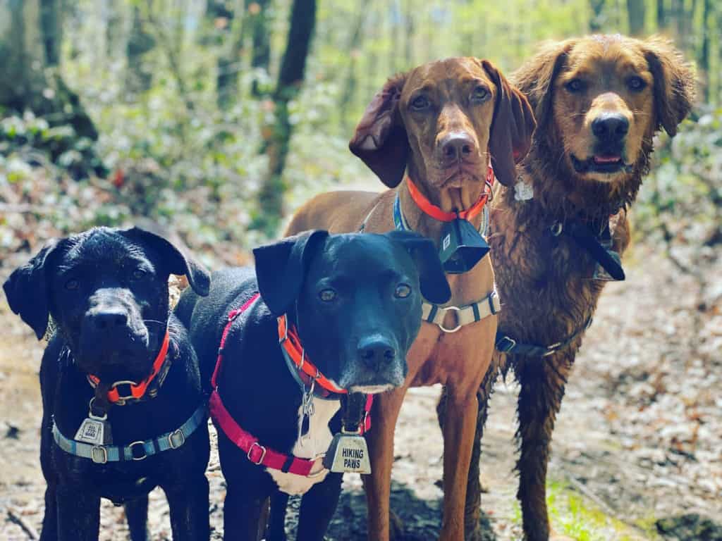 Dogs hiking with us during the Summer.