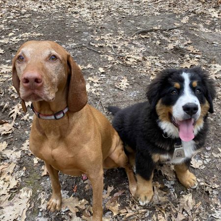 two dogs panting and looking at the camera