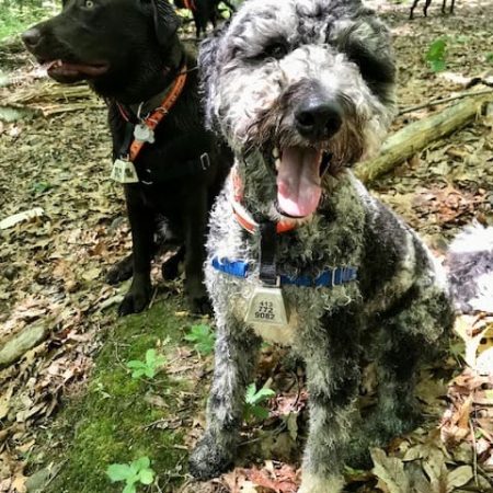 Hiking with dogs is so much fun! Here are two friendly dogs taking a break.