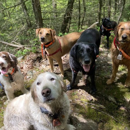 Hiking is a very fun activity for adult dogs.