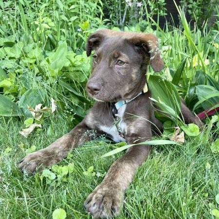 brown puppy laying in grass